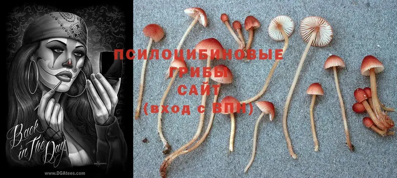 Галлюциногенные грибы Cubensis  Дятьково 